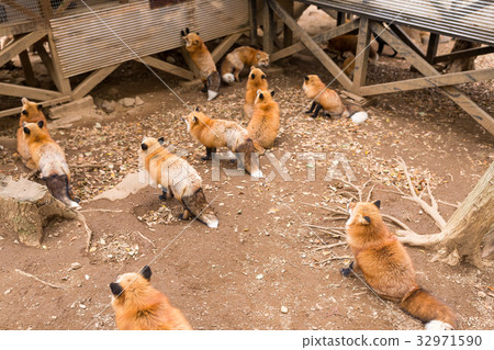 Group of fox waiting for food 32971590