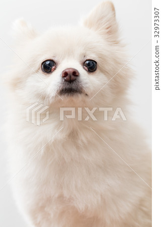 White Pomeranian White Pomeranian 32973307