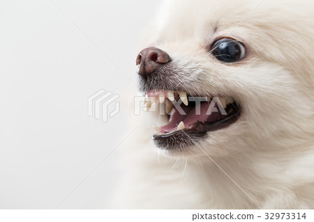 White Pomeranian barking White Pomeranian barking 32973314