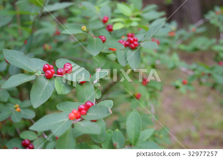 King Gin Bok Red poisoned red fruit King Gin Bok Red poisoned red fruit 32977257