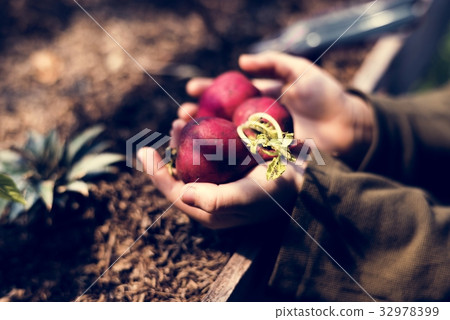 Hand holding fresh organic radish nature product 32978399