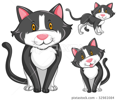 Cat in three different positions 32981084