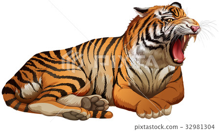 Wild tiger roaring on white background 32981304