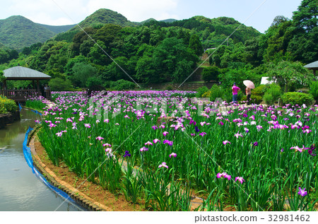 Flower bud Flower bud 32981462