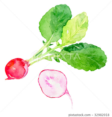水彩插圖“蘿蔔” 水彩插圖“蘿蔔” 32982018