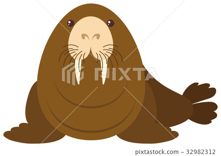 Sea lion on white background Sea lion on white background 32982312