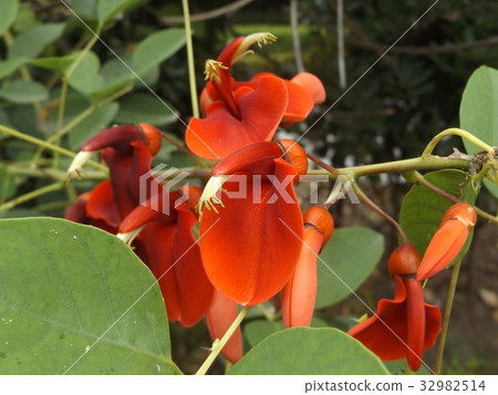 Perfect for summer flowers. Red flower of passion American flower of Deigo Perfect for summer flowers. Red flower of passion American flower of Deigo 32982514