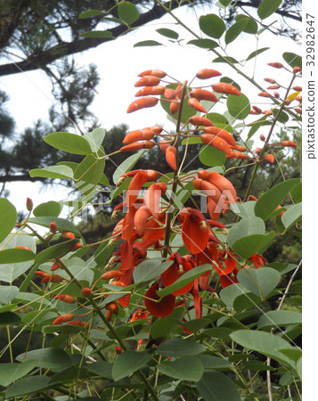 適合夏天的花朵。 Deigo激情美國花紅色花 適合夏天的花朵。 Deigo激情美國花紅色花 32982647