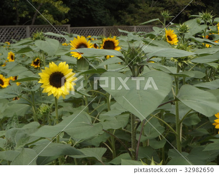 向日葵monet調色板黃色花開花與各種各樣的花的 向日葵monet調色板黃色花開花與各種各樣的花的 32982650