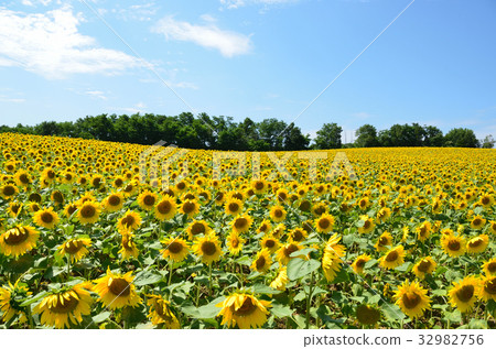 Sunflower village Hokuryu-cho 32982756
