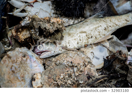 Dead sea animal after they were fished from sea 32983180