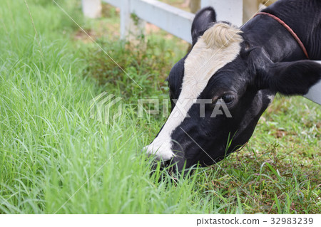 A cow in farm.Black cow on meadow agriculture 32983239