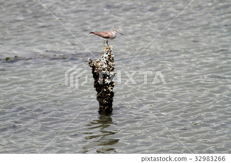 Ki Shishitsugi 32983266