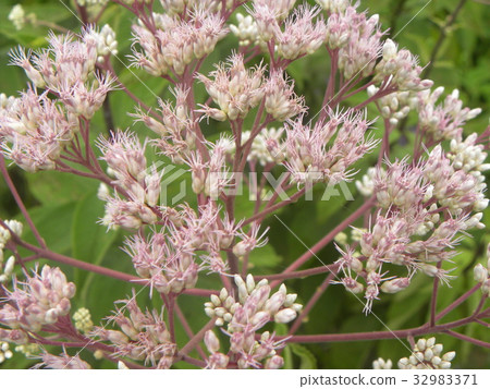 Eupatrium atroprupleum桃紅色花 32983371