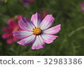 Cosmos flower up 32983386