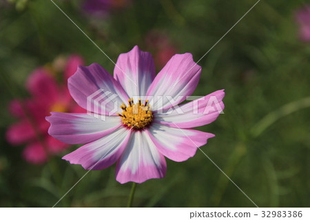 波斯菊花了 32983386