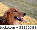 Smiling Miniature Dachshund 32983388