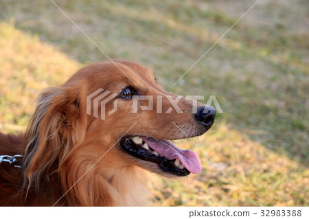 Smiling Miniature Dachshund 32983388