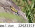 Rock and grasshopper 32983393