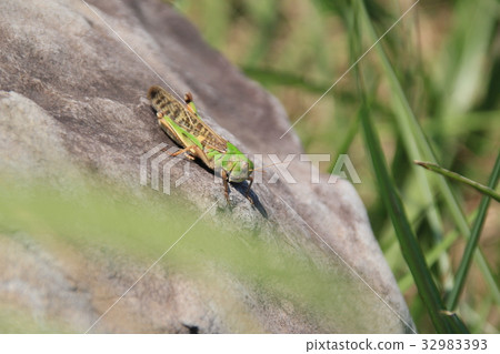 Rock and grasshopper 32983393