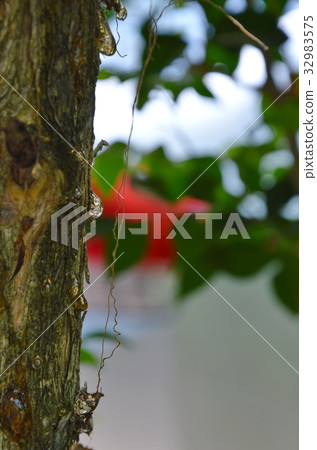 resin flow on tree in garden resin flow on tree in garden 32983575