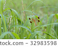 Dragonfly  32983598