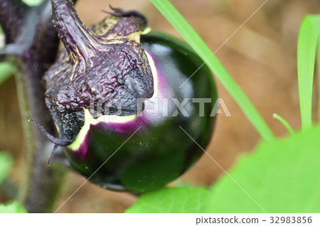 Kamo eggplant 32983856
