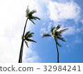 Blue sky and palm tree 32984241