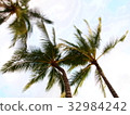 Palm tree 32984242
