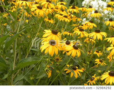 Red flower-like flowers of sunflower yellow flowers 32984292