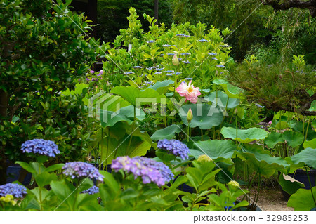 京都Hoganguin繡球花 32985253