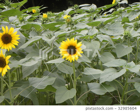 Yellow flowers of sunflower monet palette blooming with various flowers 32985604