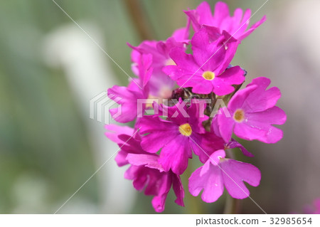 Thousand Rice Plant 32985654