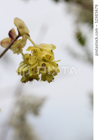 Toshi sickle Toshi sickle 32985679