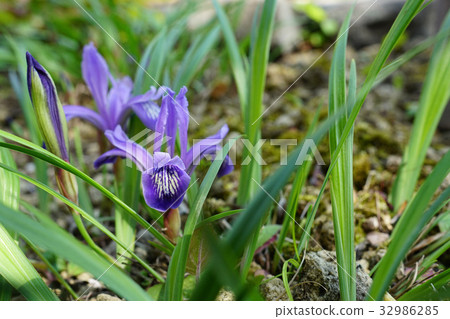 Ehimeame Yame beautiful blue purple Ehimeame Yame beautiful blue purple 32986285