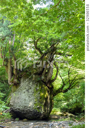 Neko Bali Rock秋田 32986558