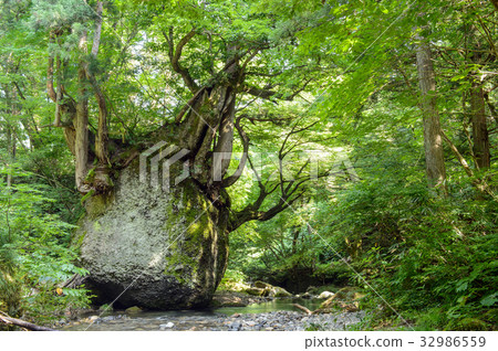 Neko Bali Rock秋田 32986559