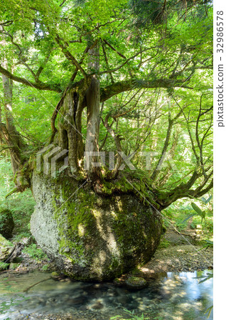 Neko Bali Rock Akita Neko Bali Rock Akita 32986578