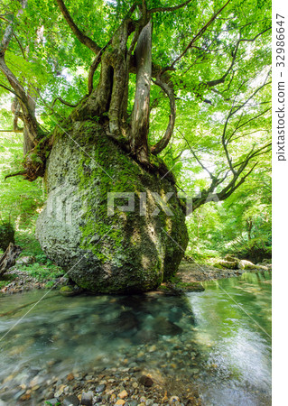 Neko Bali Rock Akita 32986647