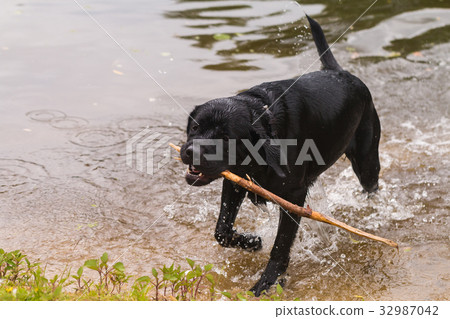 big black dog labrador 32987042