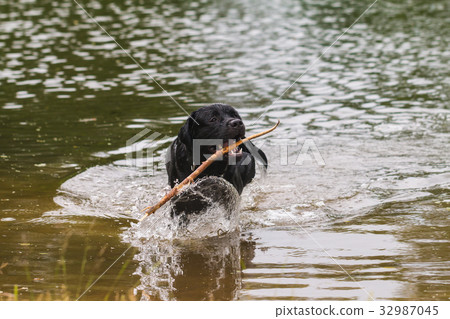 big black dog labrador 32987045