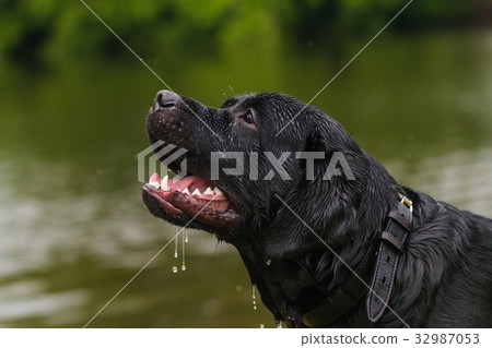 big black dog labrador 32987053