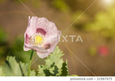 Pink poppy in the garden 32987075