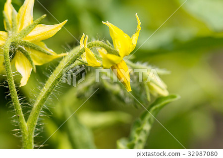 yellow flowers of a tomato 32987080