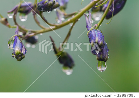 Larkspur flowers, Delphinium elatum Larkspur flowers, Delphinium elatum 32987093