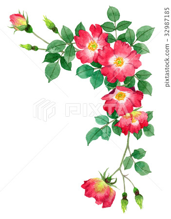 Upper frame material of red single blooming roses Upper frame material of red single blooming roses 32987185