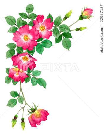 Upper frame material of red single blooming roses 32987187