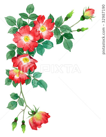 Upper frame material of red single blooming roses 32987190