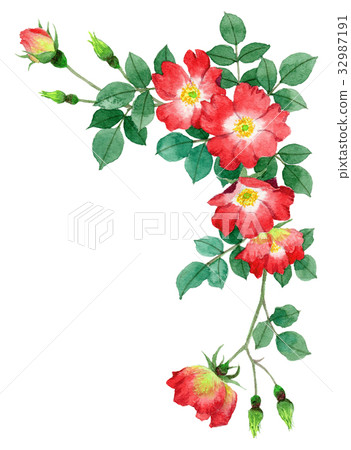 Upper frame material of red single blooming roses 32987191