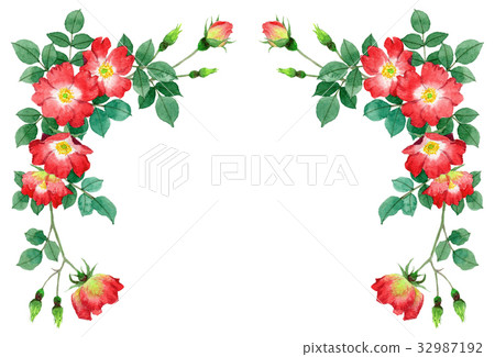 Upper frame material of red single blooming roses 32987192